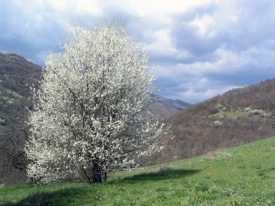 Plum Blossom Tree